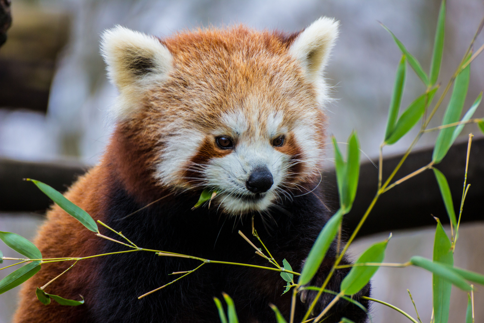 Kleiner Panda GE