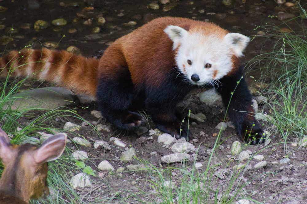 Kleiner Panda hat Besuch