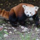 Kleiner Panda hat Besuch