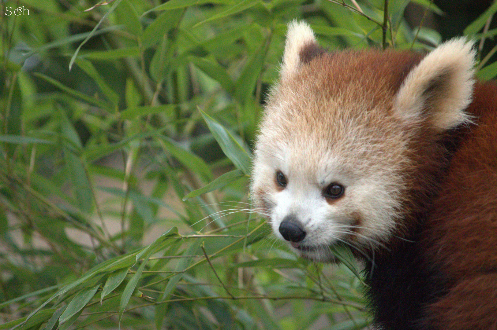 Kleiner Panda hat sein Ziel erreicht