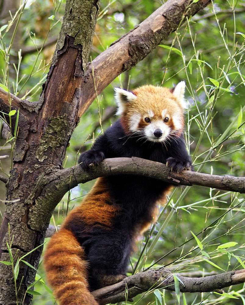 kleiner Panda - hoch hinaus