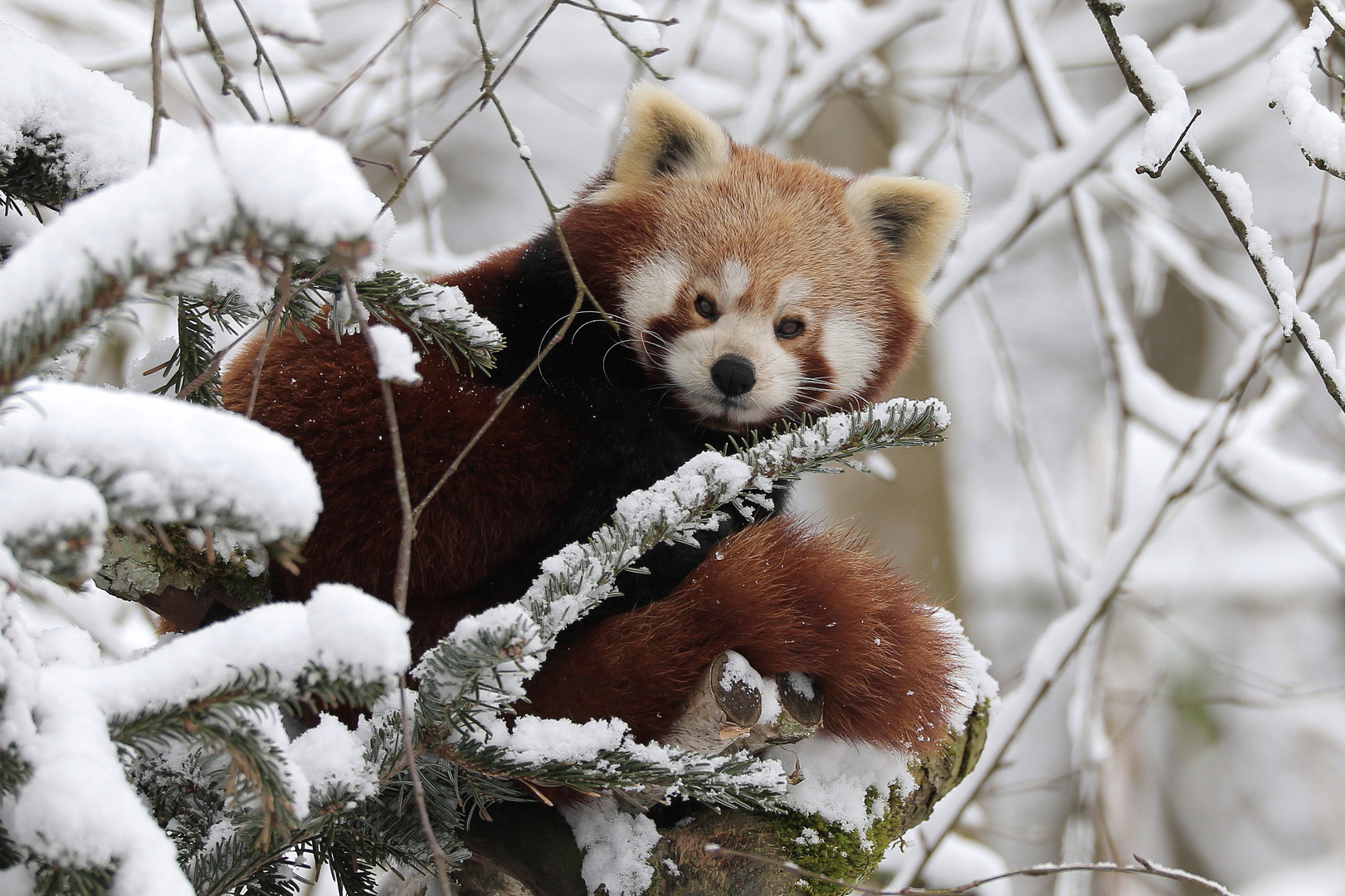 Kleiner Panda II