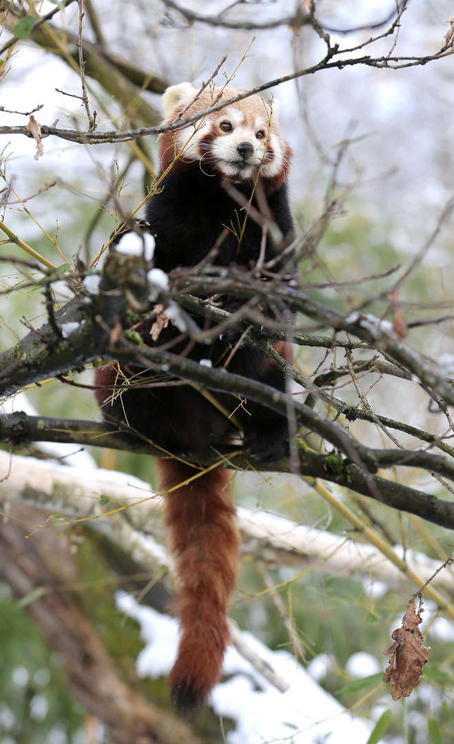 Kleiner Panda III