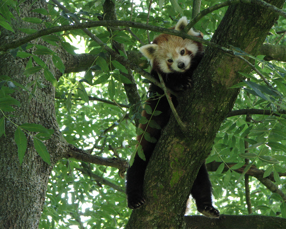 Kleiner Panda im Baum