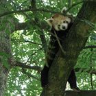 Kleiner Panda im Baum