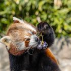 Kleiner Panda im Schlaraffenland (Begegnungen im Zoo, 4)