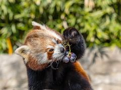 Kleiner Panda im Schlaraffenland (Begegnungen im Zoo, 4)