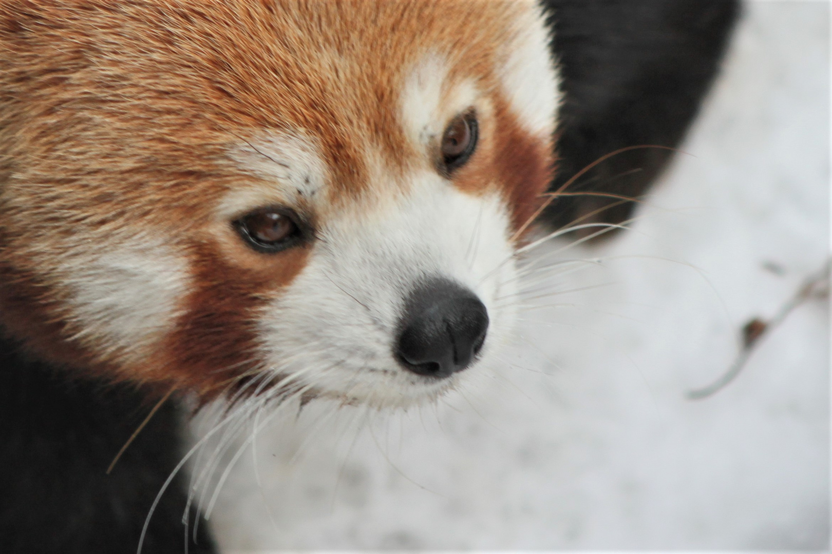 Kleiner Panda im Schnee