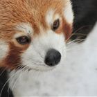 Kleiner Panda im Schnee