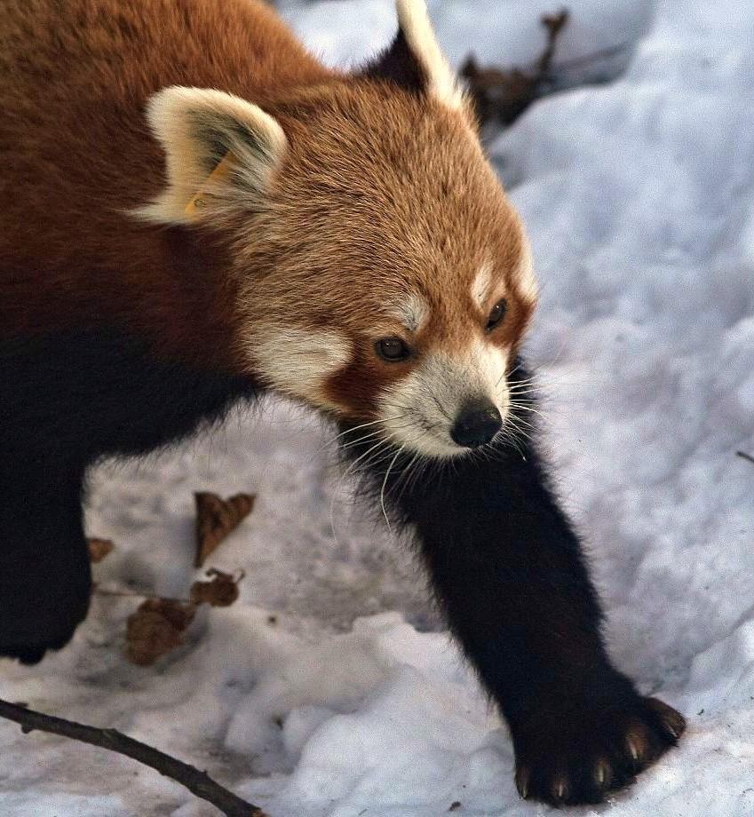 Kleiner Panda im Schnee