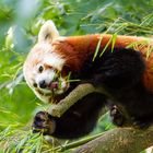 Kleiner Panda im Zoo Dortmund