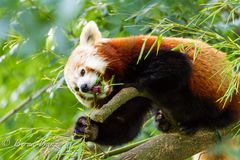 Kleiner Panda im Zoo Dortmund