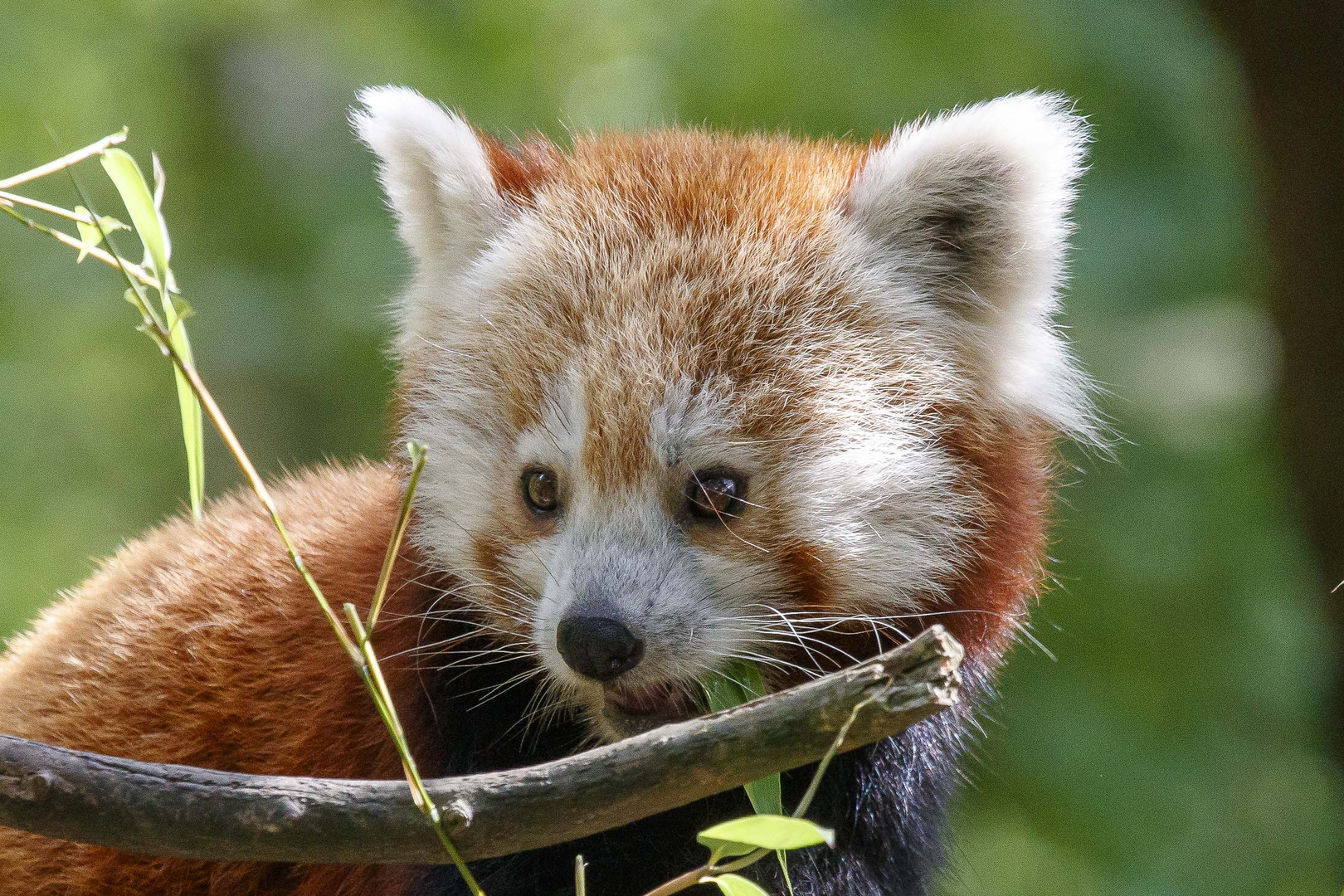 kleiner Panda im Zoo Hannnover