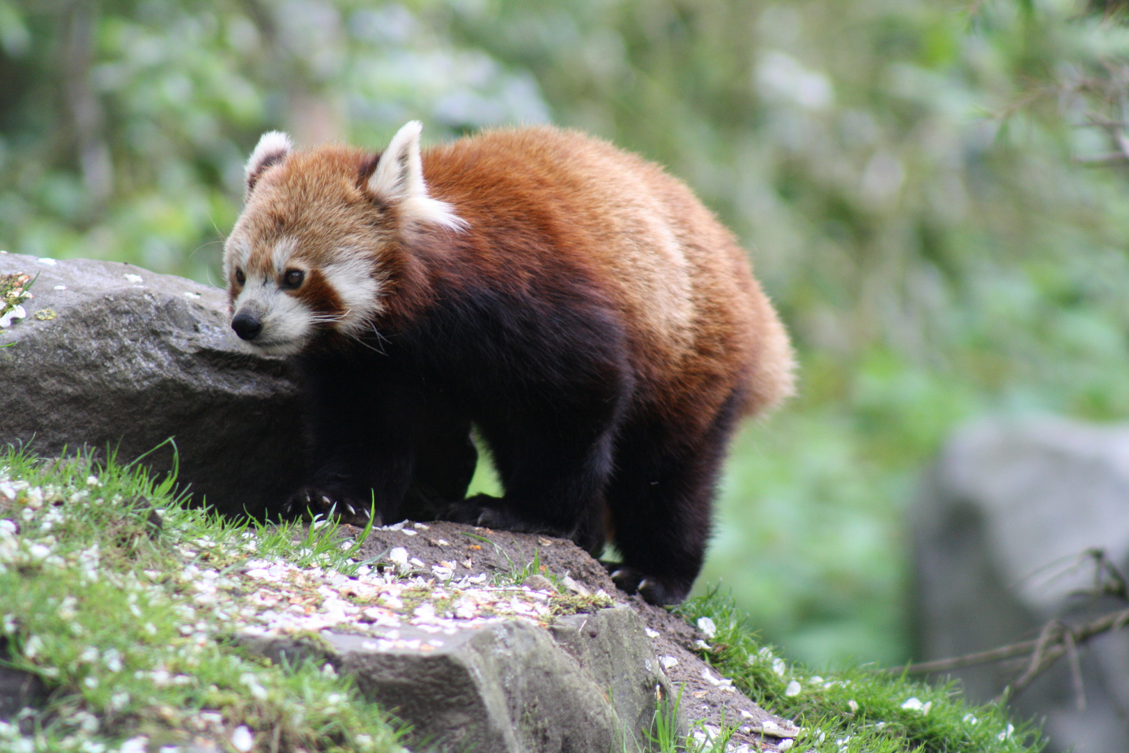 Kleiner Panda im Zoo Hannover