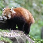 Kleiner Panda im Zoo Hannover