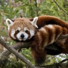 Kleiner Panda im Zoo Zürich