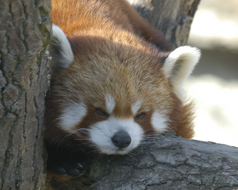 Kleiner Panda in Schönbrunn