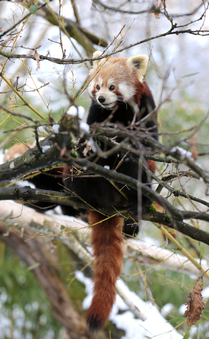 Kleiner Panda IV