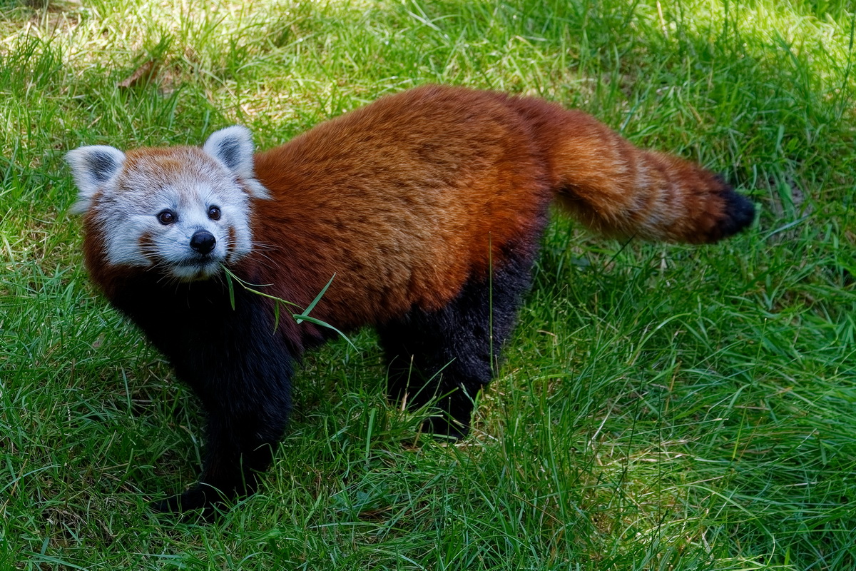 Kleiner Panda   ( Katzenbär )