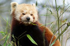 Kleiner Panda lässt sich's schmecken