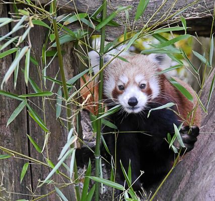 kleiner Panda mit Durchblick