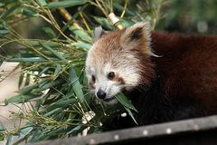 Kleiner Panda oder Katzenbär