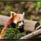 Kleiner Panda oder Katzenbär