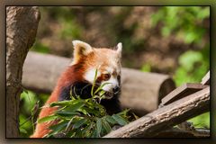 Kleiner Panda oder Katzenbär