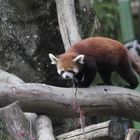 Kleiner Panda, Roter Panda oder Katzenbär, (Ailurus fulgens), Parc Zoologique 6 Botanique Mulhouse