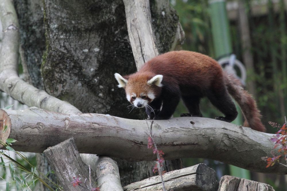 Kleiner Panda, Roter Panda oder Katzenbär, (Ailurus fulgens), Parc Zoologique 6 Botanique Mulhouse