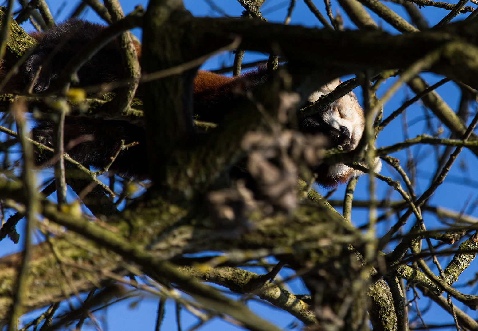 Kleiner Panda Tiergarten Nürnberg