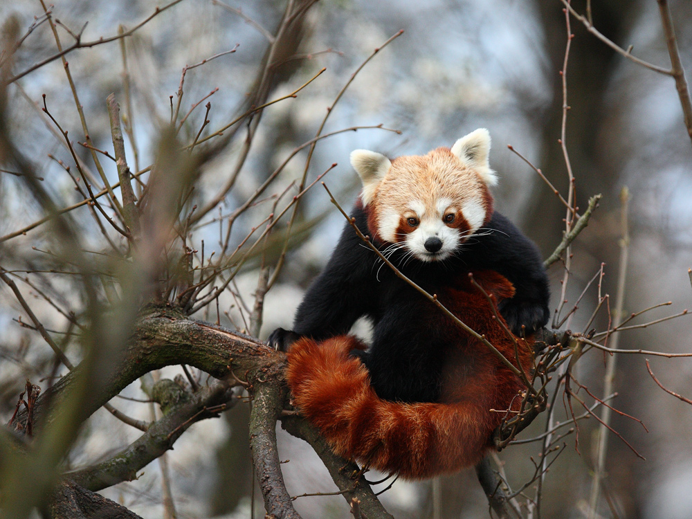 kleiner Panda vor frühblühendem Hintergrund ...