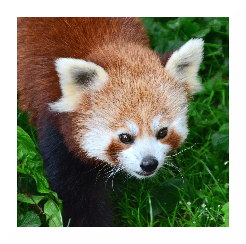 Kleiner Panda - Zoo Dormund