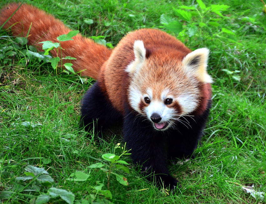 Kleiner Panda - Zoo Dortmund 1