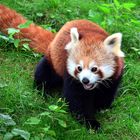 Kleiner Panda - Zoo Dortmund 1