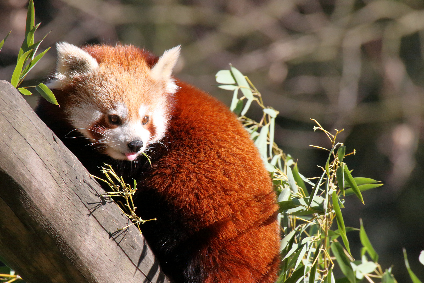 Kleiner Panda - Zoo Dortmund