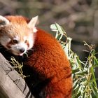 Kleiner Panda - Zoo Dortmund