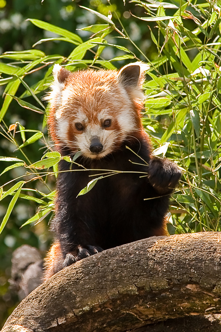 Kleiner Panda - Zoo Heidelberg