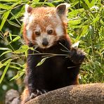 Kleiner Panda - Zoo Heidelberg