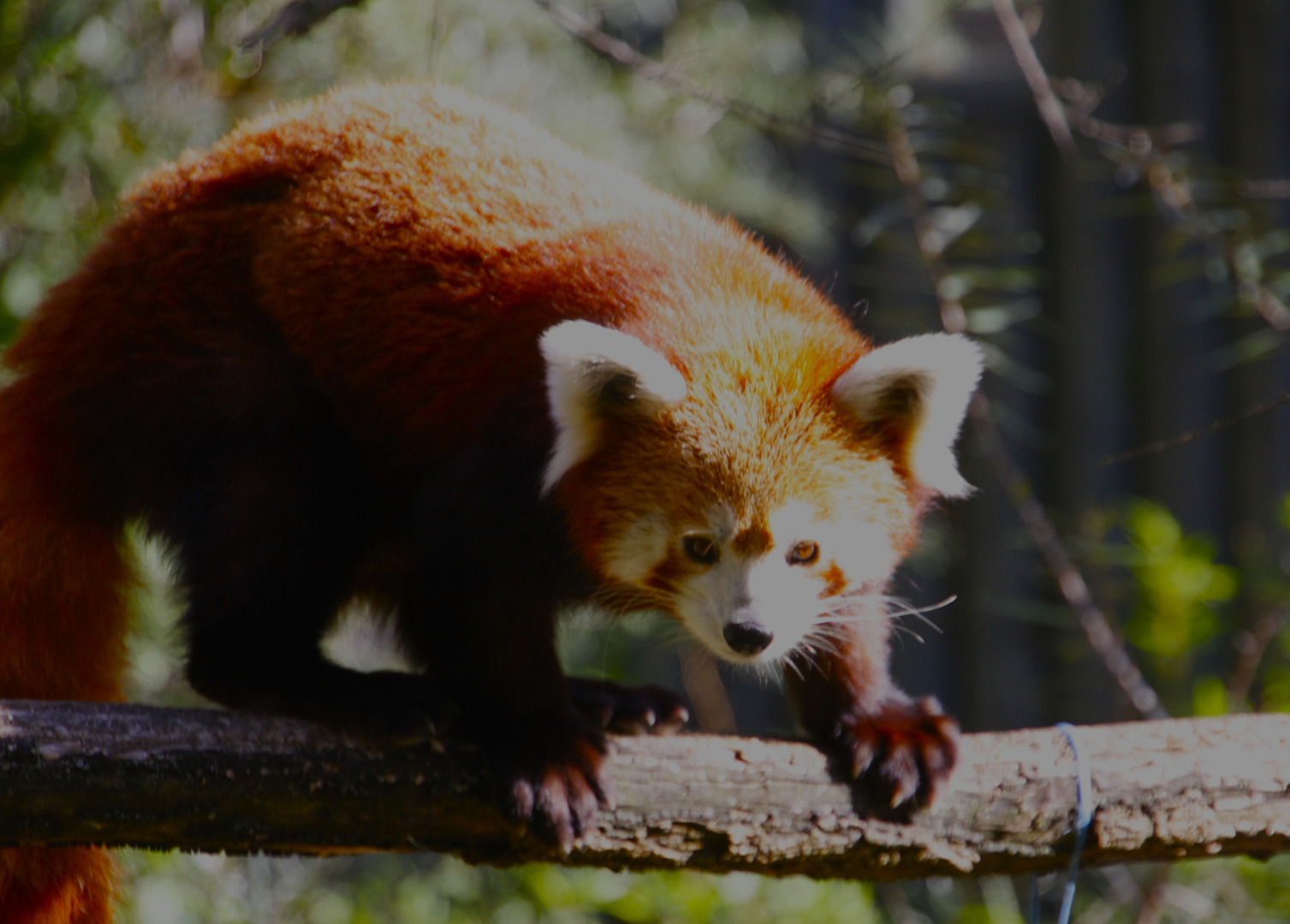 Kleiner Panda Zoo Karlsruhe