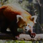 Kleiner Panda Zoo Karlsruhe