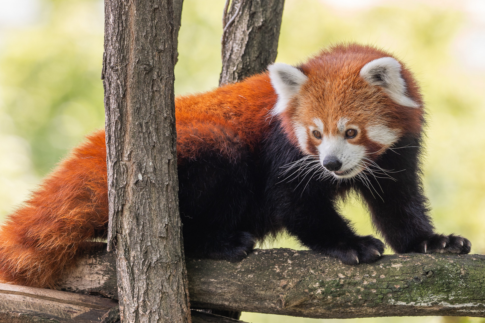 Kleiner Panda, Zoo Karlsruhe, Juli 2019