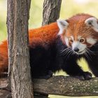 Kleiner Panda, Zoo Karlsruhe, Juli 2019