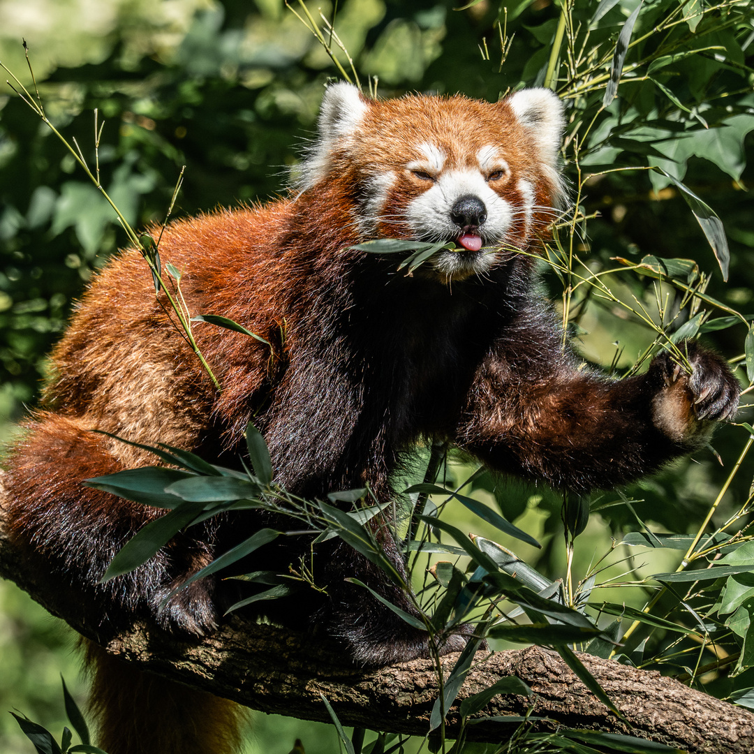 Kleiner Panda, Zoo Karlsruhe, Mai 2020