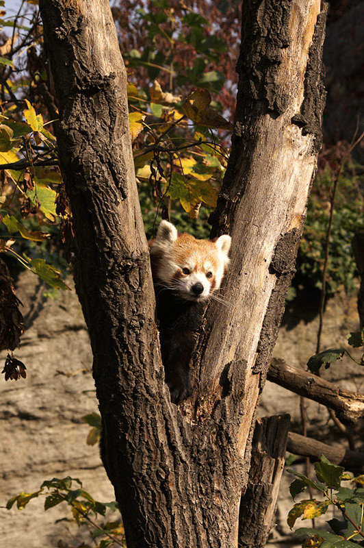 Kleiner Panda - Zoo Wien