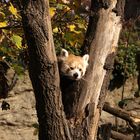 Kleiner Panda - Zoo Wien