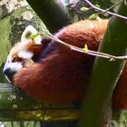 Kleiner Pandabär 2