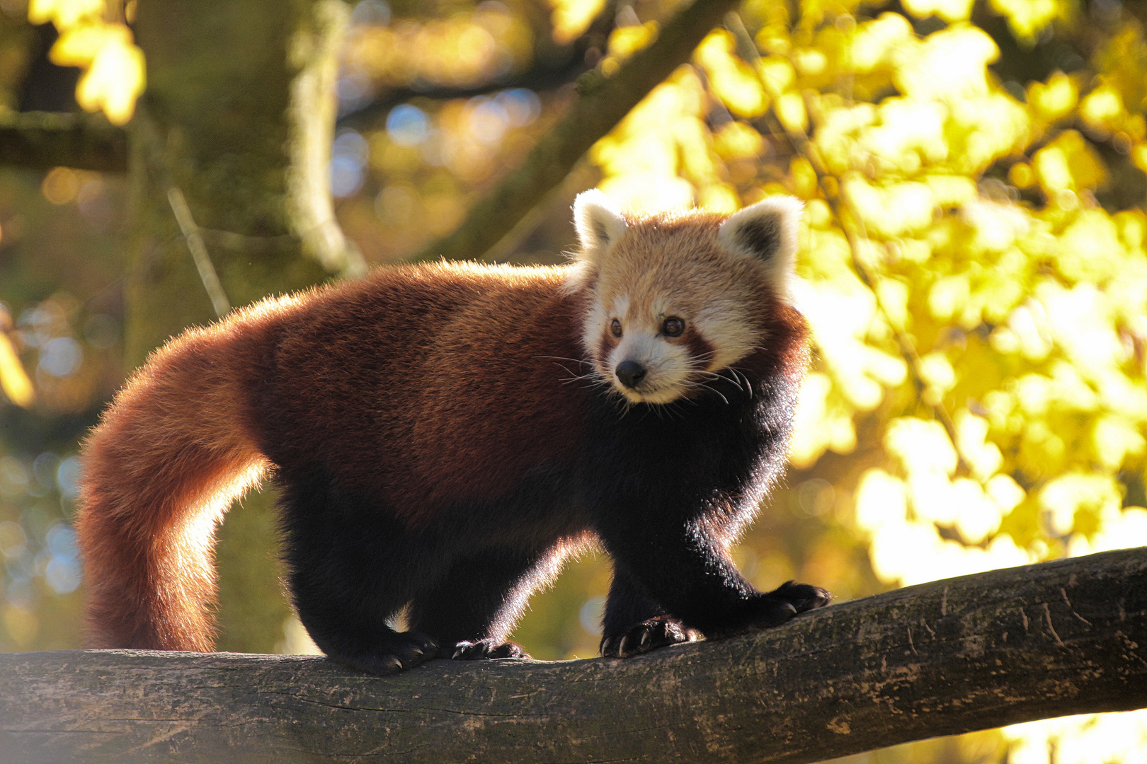 Kleiner Pandabär 2