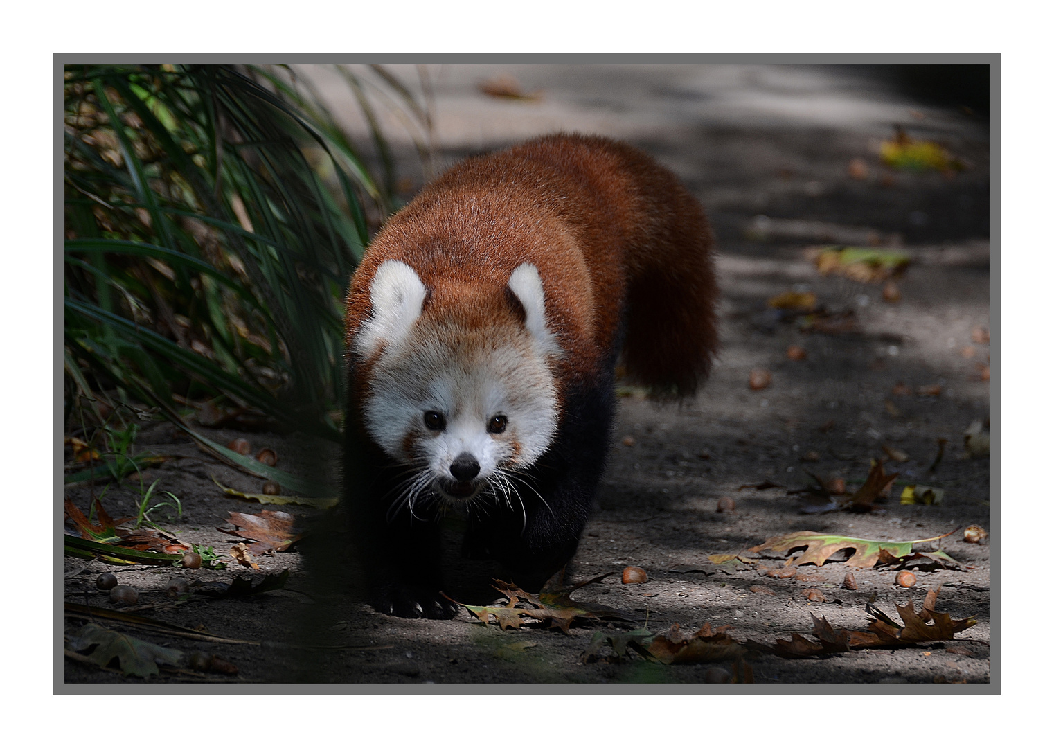 Kleiner Pandabär