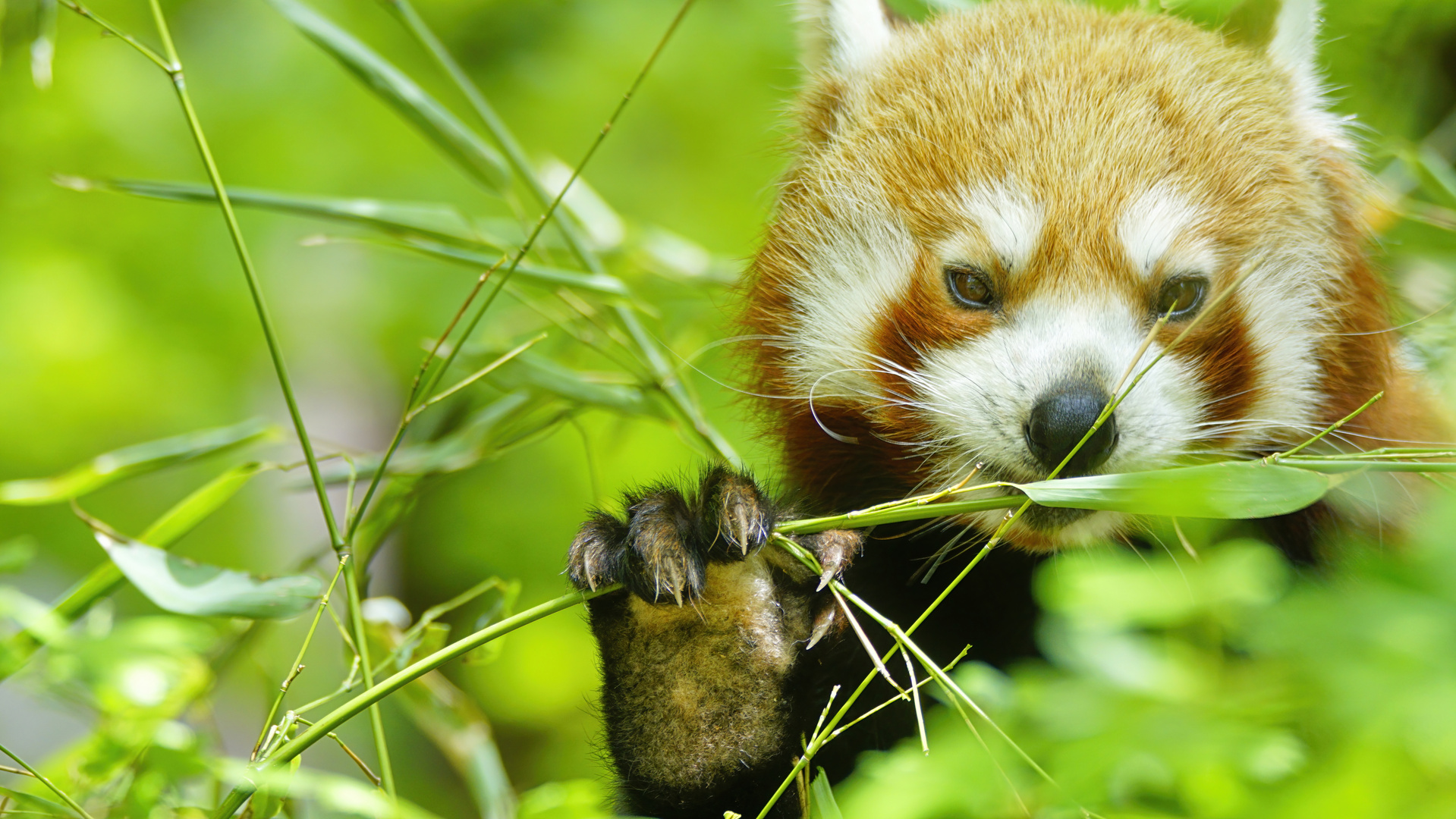 kleiner Pandabär